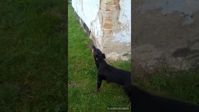 ягдтер'єр танець з дощем смотреть онлайн