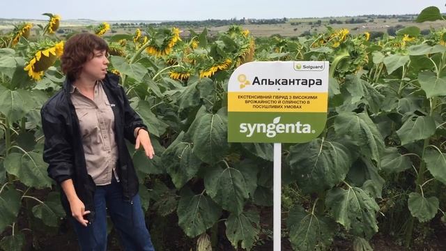День поля Сингента гибрид Алькантара ? 30.07.21 Запорожская обл. смотреть онлайн