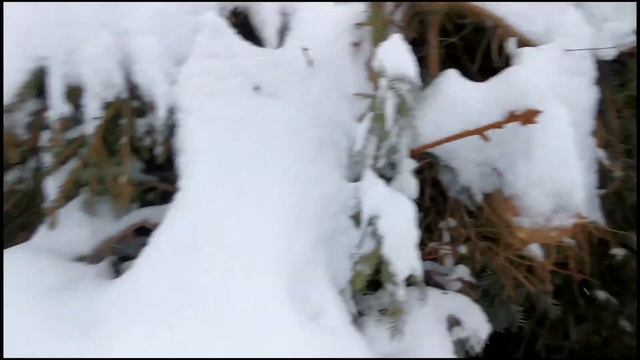 Диетический суп / Зимняя прогулка в лесу/