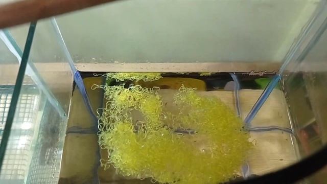 Разведение живородящих рыбок Гуппи разведение Мальки гуппи смотреть онлайн