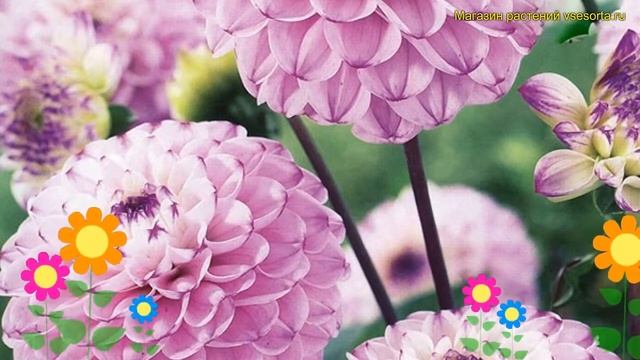 Георгина махровая Женова. Краткий обзор, описание характеристик dáhlia variabilis Genova смотреть онлайн