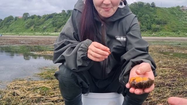 СБОР МОРСКОГО ЕЖА. ЛОВИМ И ЕДИМ МОРСКИХ ЕЖЕЙ. смотреть онлайн