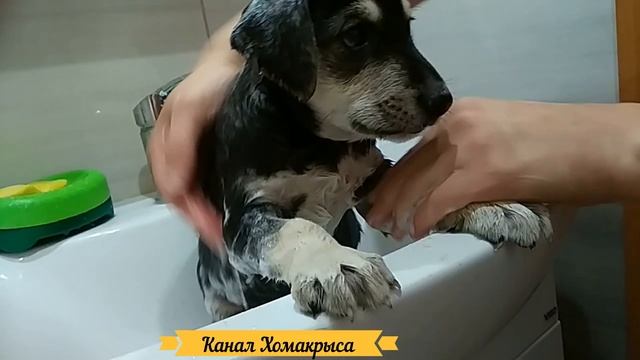 Как помыть собаку Можно ли помыть щенка Обработка собаки щенка от блох и клещей Собака дворняжк смотреть онлайн