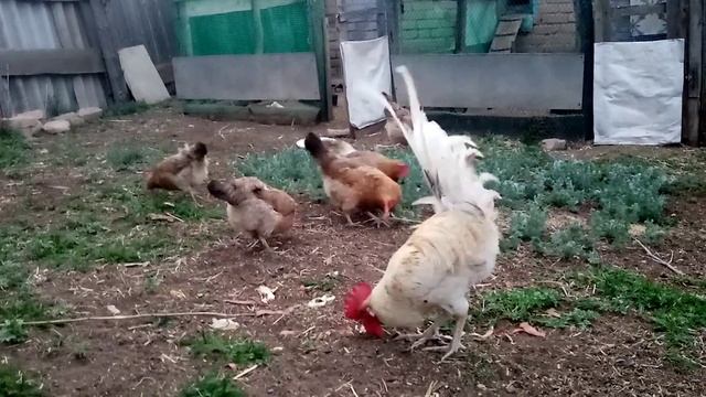 Ленинградская золотисто серая порода кур!!!! Мои впечатления о породе!!! смотреть онлайн