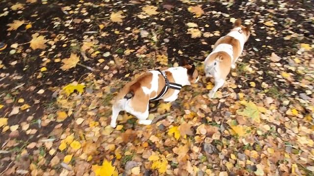 Опять подрались! Веселые игры французских бульдогов закончились дракой!