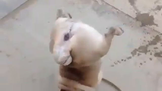 Мопс-акробат на двух лапах обмочил всю округу смотреть онлайн