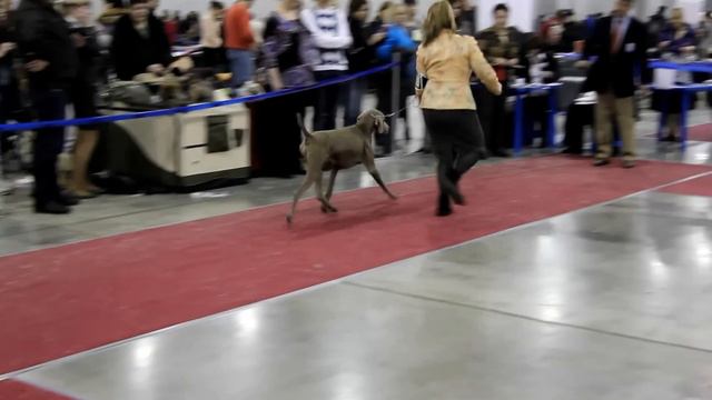 веймаранеры Евразия 2012 (лпп) смотреть онлайн