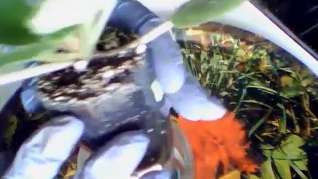 12 03 2019 Фиалка Пэт Трейси смотреть онлайн