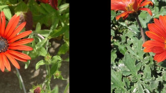 АРКТОТИС  (ARCTOTIS)  сем. Сложноцветные