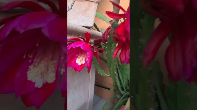 Эпифиллум в цвету. Epiphyllum. #цветы #cactus #сад смотреть онлайн