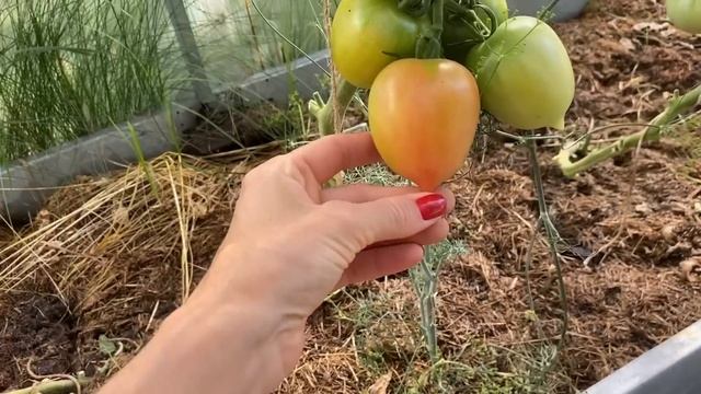 Все мои СОРТА ТОМАТОВ 2022 года. Описание и отзывы сортов томатов смотреть онлайн