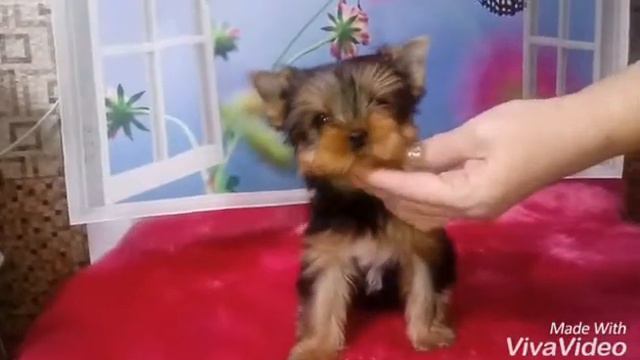 Девочка-припевочка Д/р. 18.11.2017. от Мажора и Майки смотреть онлайн