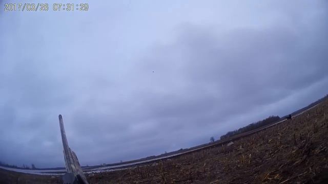 # 18 Охота на гуся в Беларуси. Вот это ОХОТА!!! Домановский ч 2 смотреть онлайн