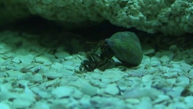 Hermit crab cannibalism смотреть онлайн
