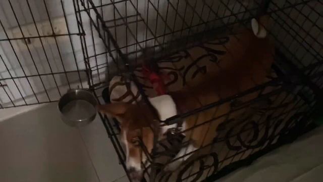 Когда очень хочется пойти погулять | щенок басенджи Смарт смотреть онлайн