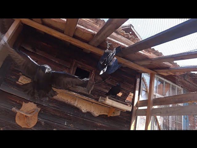 Про хамлет для воронов, пелевинщину и псориаз. смотреть онлайн