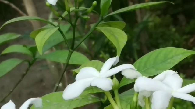 Best Evergreen house 🌱 plants// Name and growing method of some common plants смотреть онлайн
