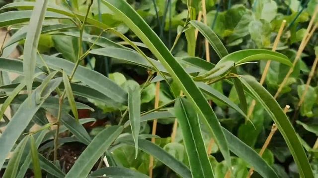 Ficus Binnendijkii Alii 75cm Height | Live From The Nursery Series