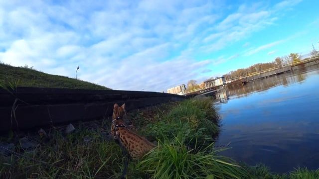 БЕНГАЛЬСКИЙ КОТ ПЕРВЫЙ РАЗ НА УЛИЦЕ И СРАЗУ КУПАЕТСЯ В РЕКЕ смотреть онлайн