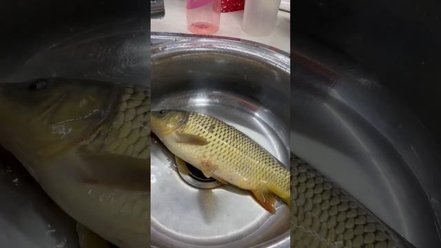 Свежий карп смотреть онлайн