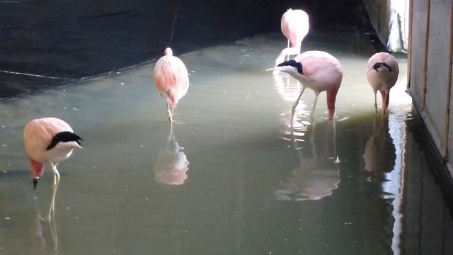 Andean and James' flamingo foraging behaviour смотреть онлайн