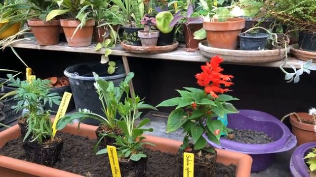Les plantes annuelles смотреть онлайн