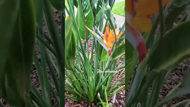 Bird Of Paradise Flower 🌺🌻🌹🌷