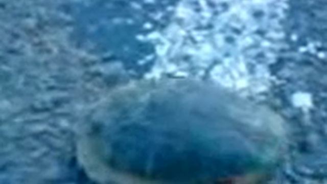 Черепаха на дороге! Turtle On The Road