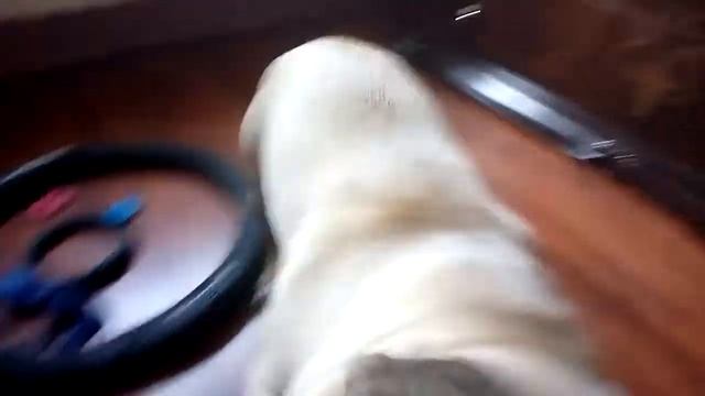 Французский бульдог Майор и Новый друг Пит Буль Терьер Джон!