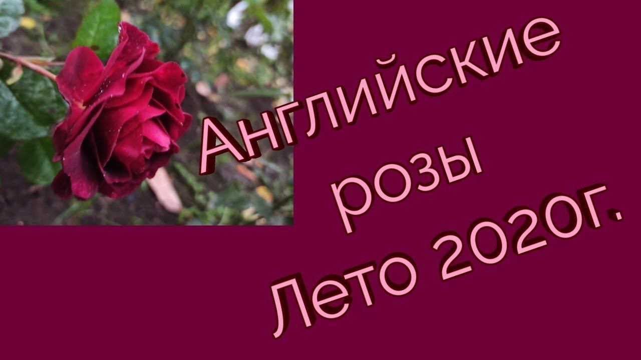 Английские розы. Лето 2020г.Часть 2. смотреть онлайн