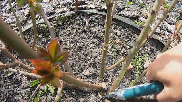 весенняя обрезка роз группы шраб смотреть онлайн