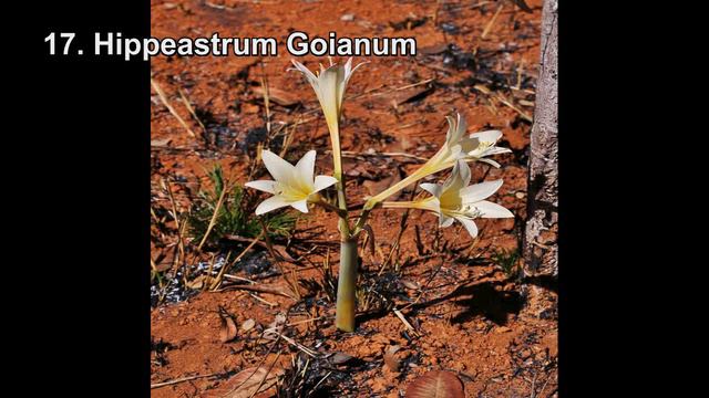 34 Tipos de Hippeastrum /amarilis/amaryllis смотреть онлайн