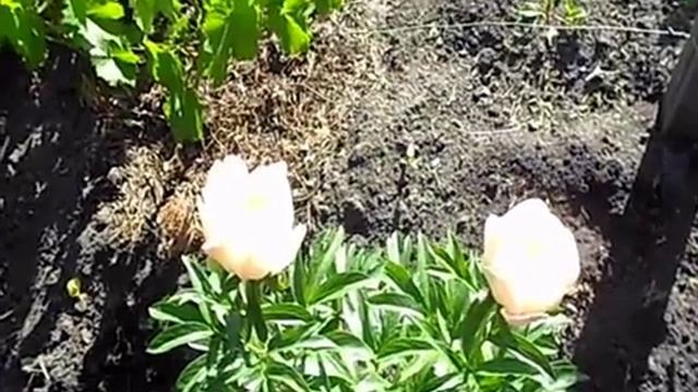 ПИОН КОРАЛ ШАРМ 2017 год смотреть онлайн