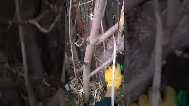 Сбор кленового сока, легко и просто. смотреть онлайн