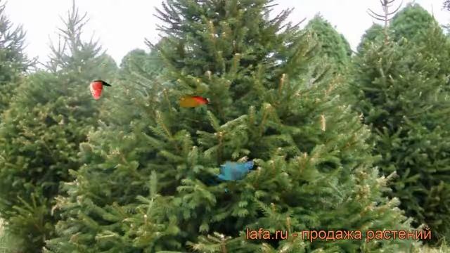 Ель обыкновенная (picea Abies) ? обыкновенная ель обзор: как сажать, саженцы ели