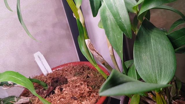 Большой обзор моих дендробиумов.💞 смотреть онлайн