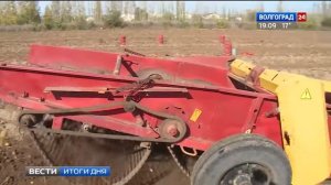 Экспериментальные сорта картофеля прижились в Волгоградской области