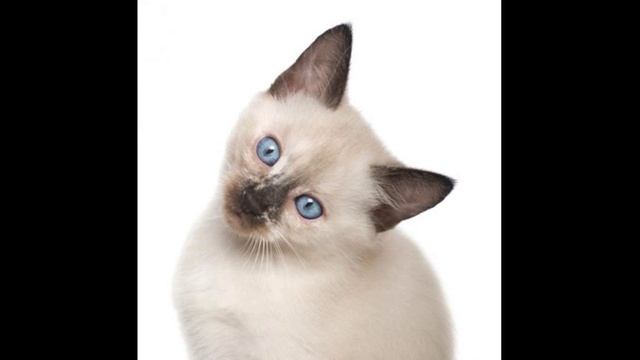 #1Немного о сиамских кошках смотреть онлайн