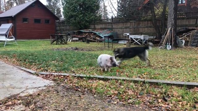 РАЗАРВАЛЛ ПАПУСКА 1 НА 1 СЛИТИЙ БАТИК смотреть онлайн