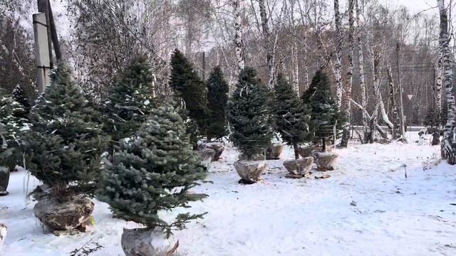Голубые Ели - Крупномер - Обзор Торговой Площадки на 27 ноября 2023г #голубая #ельновогодняя #ель смотреть онлайн