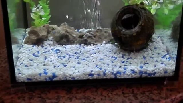 My first aquarium!!!! Fancy goldfish and Neritina natalensis(zebra) snail смотреть онлайн