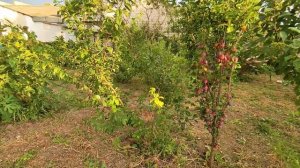 Колоновидная черешня, слива (алыча)