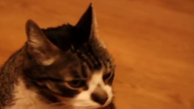 Кот Сидор умеет говорить "мама" смотреть онлайн