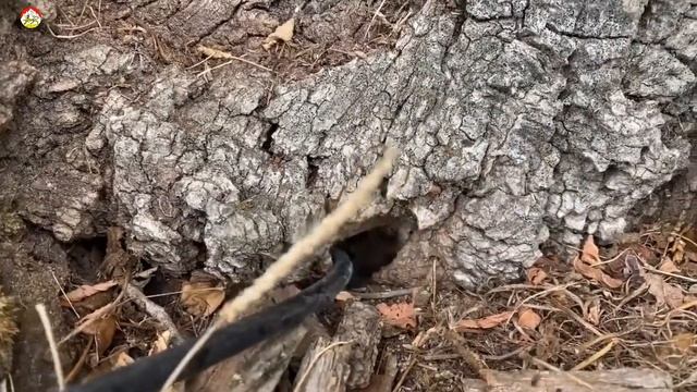 Азиатский шершень, избежали несчастный случай. Охотник на шершня. смотреть онлайн