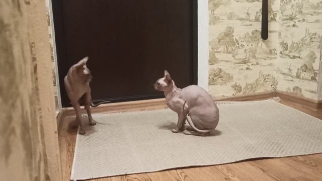 Вязка от А до Я. Донской сфинкс Стич вяжет Баффи. Sphynx mating. cat love. смотреть онлайн