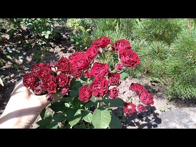 Более 30 бутонов - Баттерфляй сенсейшен (Butterfly Sensation) роза РЕД СЕНСЕЙШН бархатная спрей роза