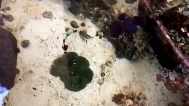 400gal patio reef touch tank. смотреть онлайн