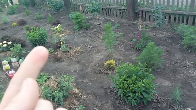 Как пережили весенний потом мои розы,туи и многолетники(1 часть)29.06.2022 смотреть онлайн