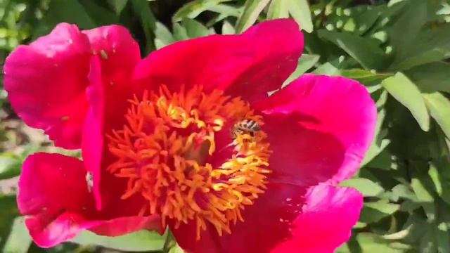 Гимн даче смотреть онлайн