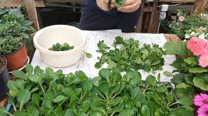 Пикировка переросшей кустовой петунии. Как правильно черенковать махровую петунию.